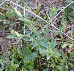 Euphorbia serrata