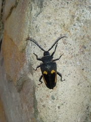 Calocomus desmarestii