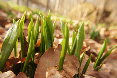 Allium ursinum