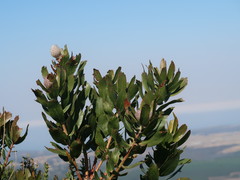 Leucospermum glabrum