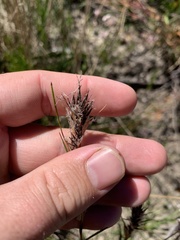 Schoenus villosus