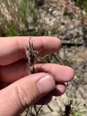 Schoenus villosus