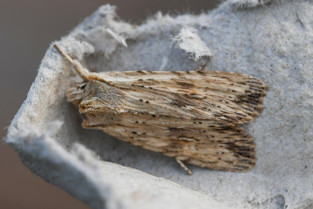 Pale Pinion