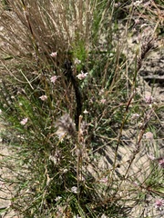 Schoenus villosus