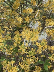 Rhododendron austrinum