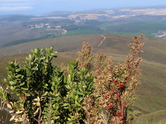 Leucospermum glabrum