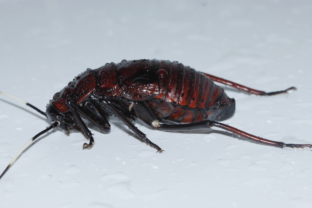 Hoven's Roach