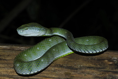 Indonesian Pit Viper photo 2