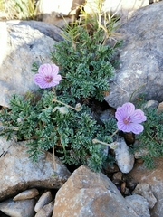 Erodium foetidum