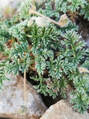Erodium foetidum