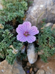 Erodium foetidum
