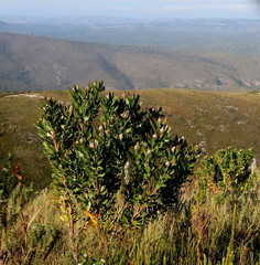 Leucospermum glabrum