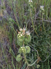 Phacelia imbricata imbricata
