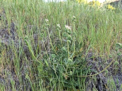 Phacelia imbricata imbricata