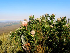 Leucospermum glabrum