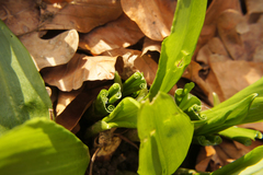 Allium ursinum