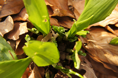 Allium ursinum