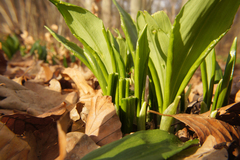 Allium ursinum