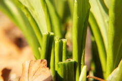 Allium ursinum