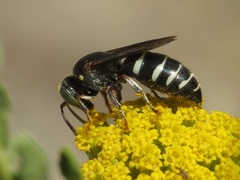 Bembecinus carpetanus