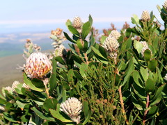 Leucospermum glabrum