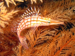 Oxycirrhites typus