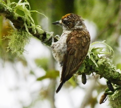 Picumnus squamulatus