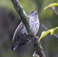 Picumnus squamulatus