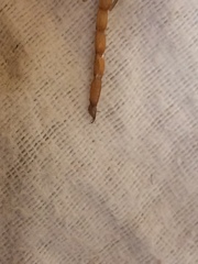 Centruroides suffusus