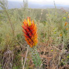 Mimetes pauciflorus