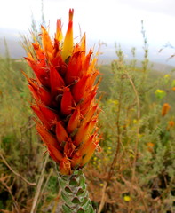 Mimetes pauciflorus