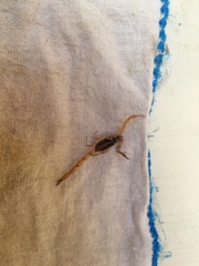 Centruroides suffusus