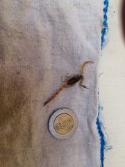 Centruroides suffusus