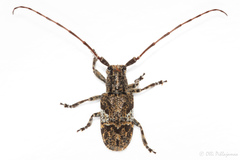 Mesosa nebulosa