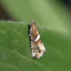 Grapholita lunatana