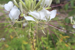 Cleome spinosa