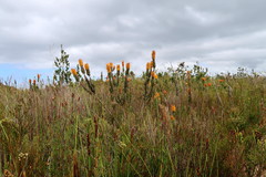 Mimetes pauciflorus