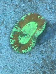 Trachyphyllia