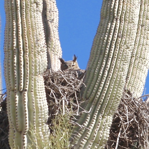 Great Horned Owl photographed in Arizona