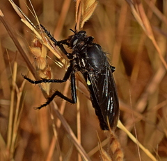 Dasypogon