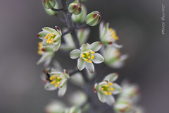 Eriospermum brevipes