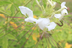 Cleome spinosa