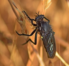 Dasypogon