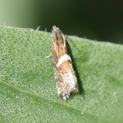 Grapholita lunatana