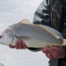 Freshwater Drum - Photo (c) Sam O'Connell, some rights reserved (CC BY-NC), uploaded by Sam O'Connell