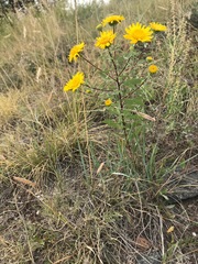 Grindelia squarrosa serrulata