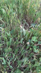 Reichardia intermedia