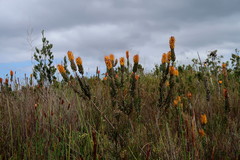 Mimetes pauciflorus