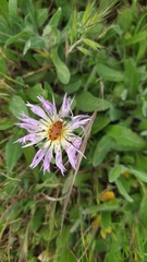 Leptopalpus rostratus