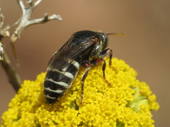 Bembecinus carpetanus